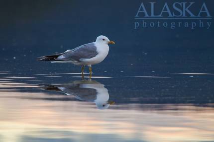 Mew gulls are also found along the shores of Quartz Lake.