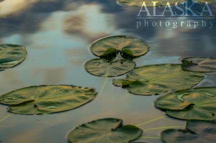 Lily pads fill what seems near half of Quartz Lake.