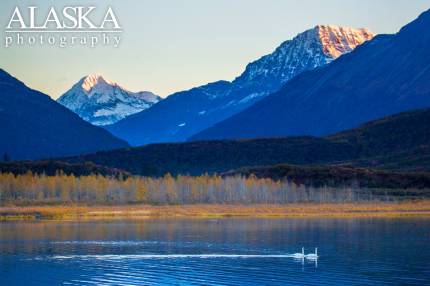 Swans swim across Robe Lake in late summer.