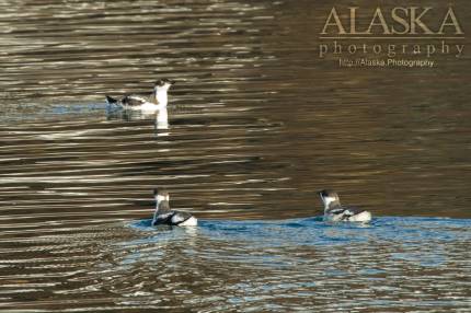 Marbled Murrelets in Shoup Bay.