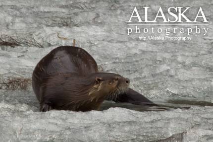 River otter on the top of Third Lake as it begins to thaw in April.