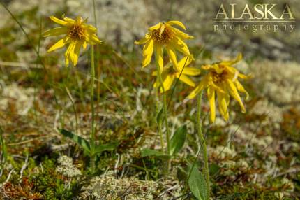 A grouping of frigid arnica on Thompson Pass near Valdez.