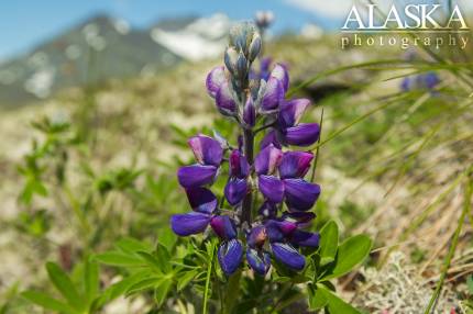 Nootka lupin growing on Thompson Pass, near Valdez.