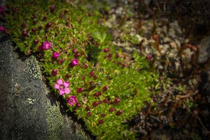 Moss Campion growing on Thompson Pass, near Valdez.