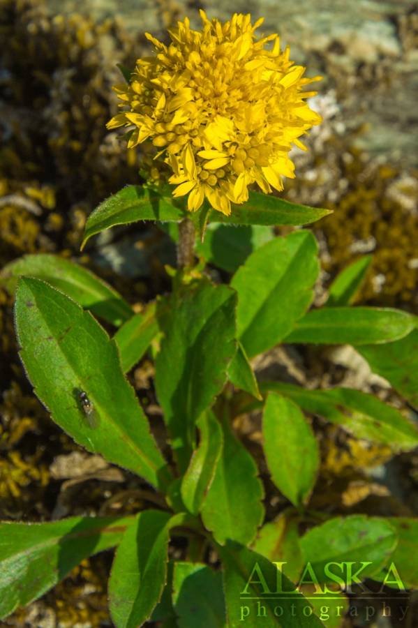 Goldenrod growing on Thompson Pass, near Valdez.