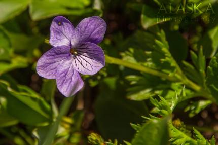 Dog Violet growing on Thompson Pass, near Valdez.