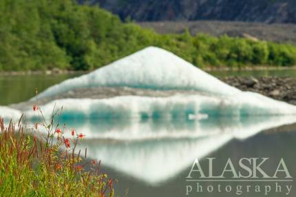 Crimson columbine grow along the shores of the lake at Valdez Glacier.