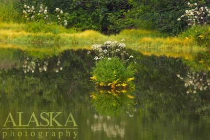 Cow Parsnip growing near Valdez mid July.