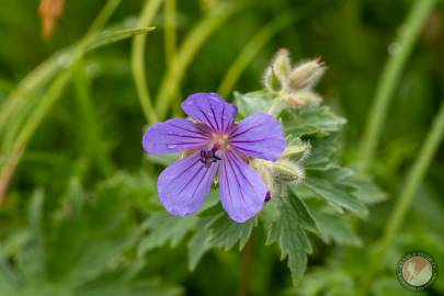 Woolly Geranium