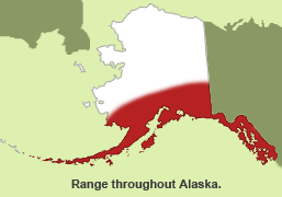 Habitat of Meadow Jumping Mouse in Alaska