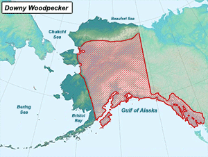 Habitat of Downy Woodpecker in Alaska