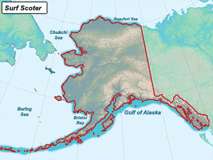 Habitat of Surf Scoter in Alaska